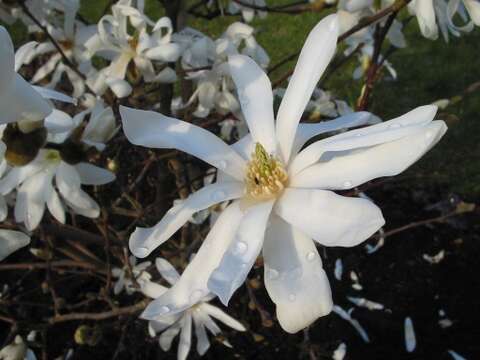 Image of Star Magnolia