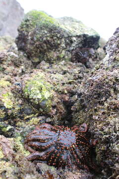 Image of Heliaster kubiniji Xantus 1860