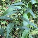 Aster verticillatus (Reinw.) Brouillet, Semple & Y. L. Chen resmi