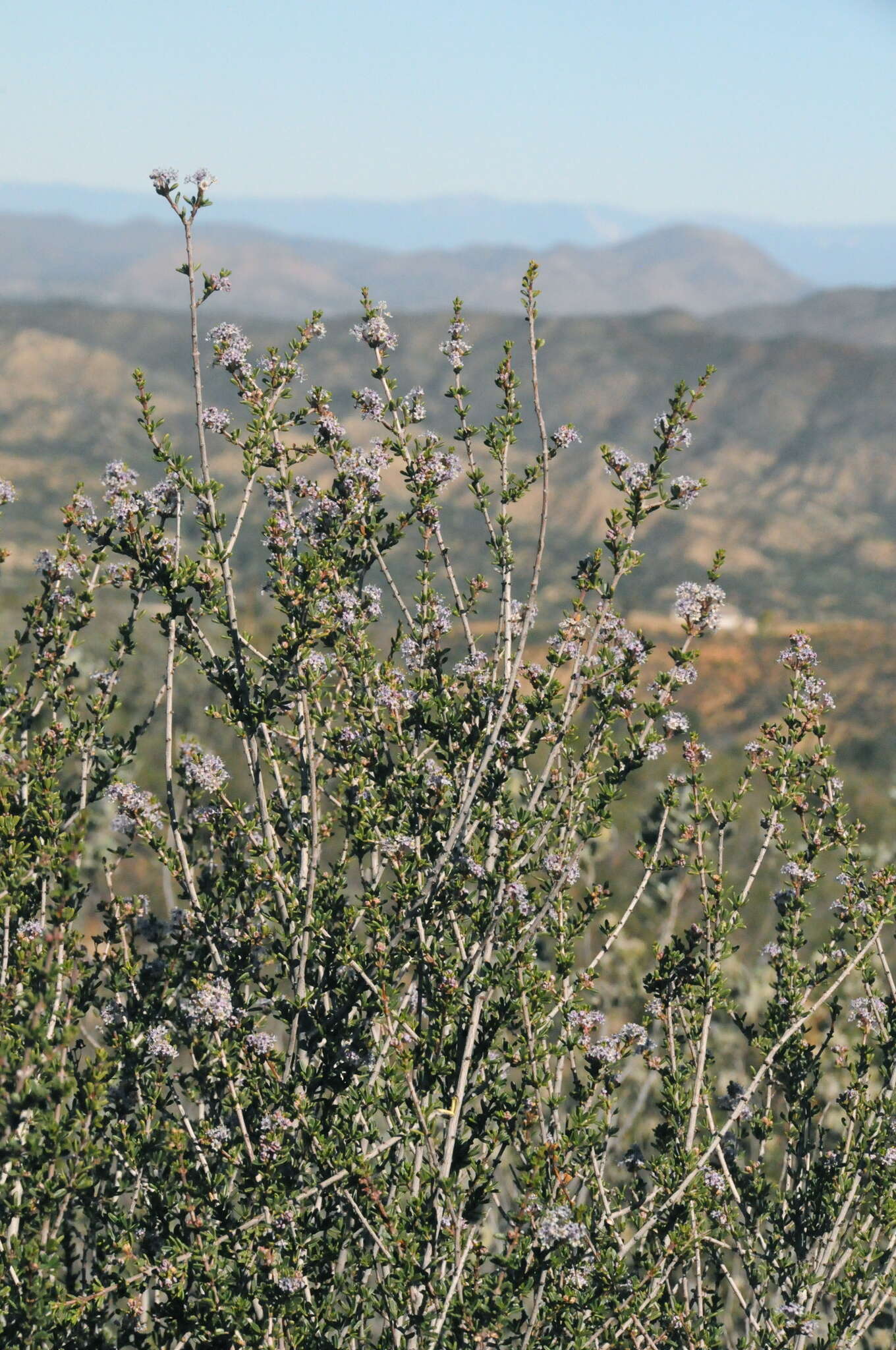 Image of Vail Lake ceanothus