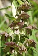 Epipactis helleborine subsp. orbicularis (K. Richt.) E. Klein resmi