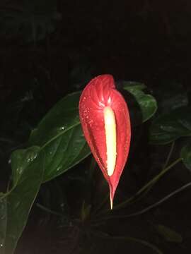 Image of flamingo-lily