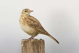 Image of Skylark