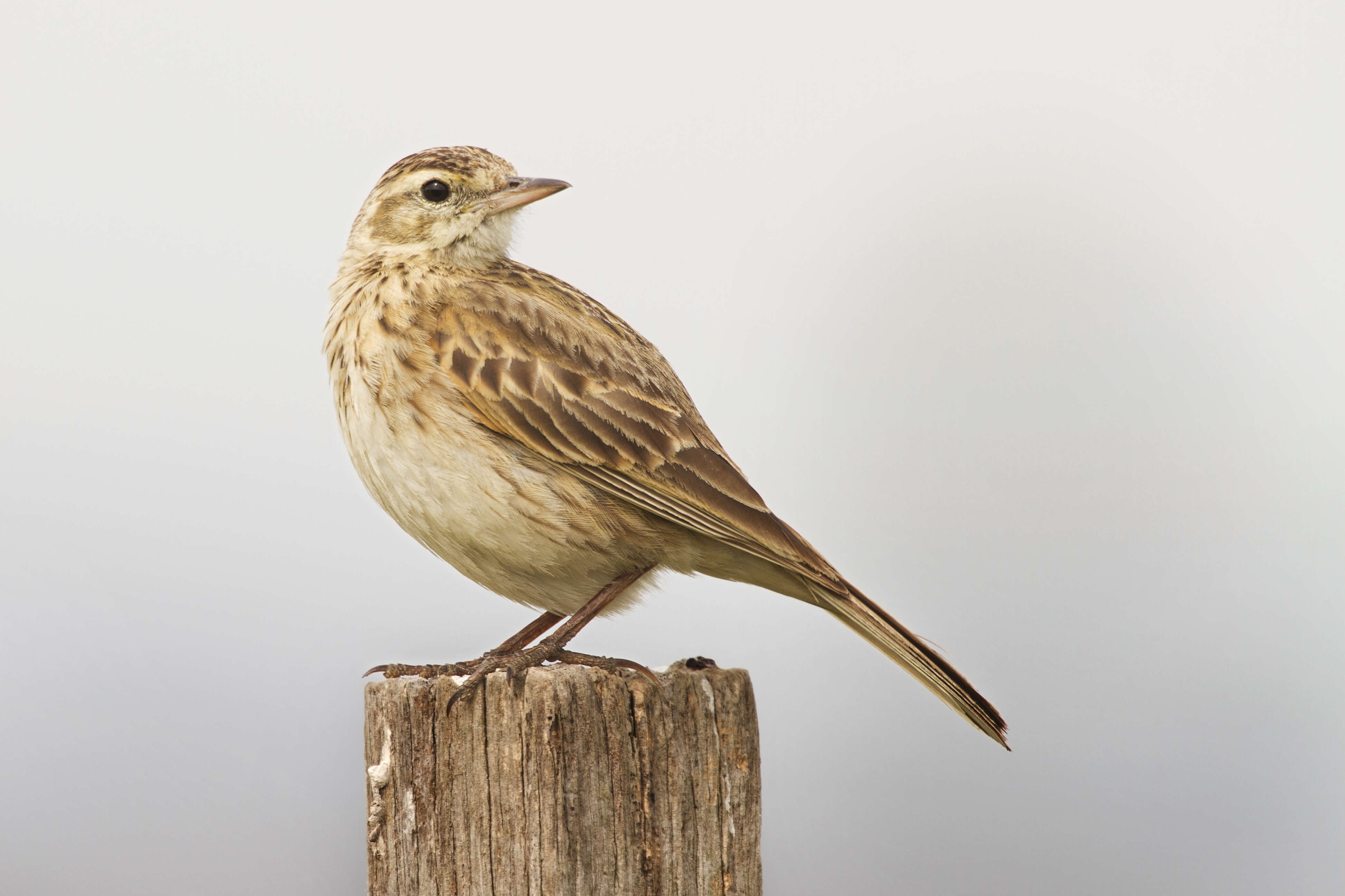 Image of Skylark