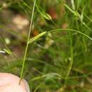 Cyperus gracilis R. Br.的圖片