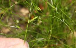 Cyperus gracilis R. Br.的圖片