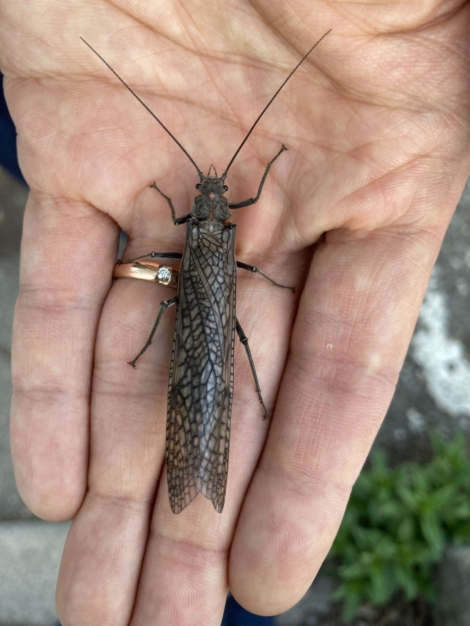 Image of Giant Salmonfly