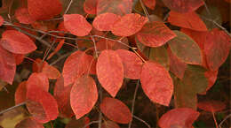 Imagem de Amelanchier arborea (Michx. fil.) Fern.