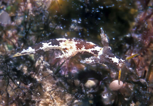 Image of Trapania euryeia Gosliner & Fahey 2008