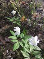 Imagem de Anemone trifolia subsp. trifolia