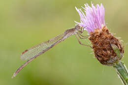 Image of Centaurea jacea subsp. jacea