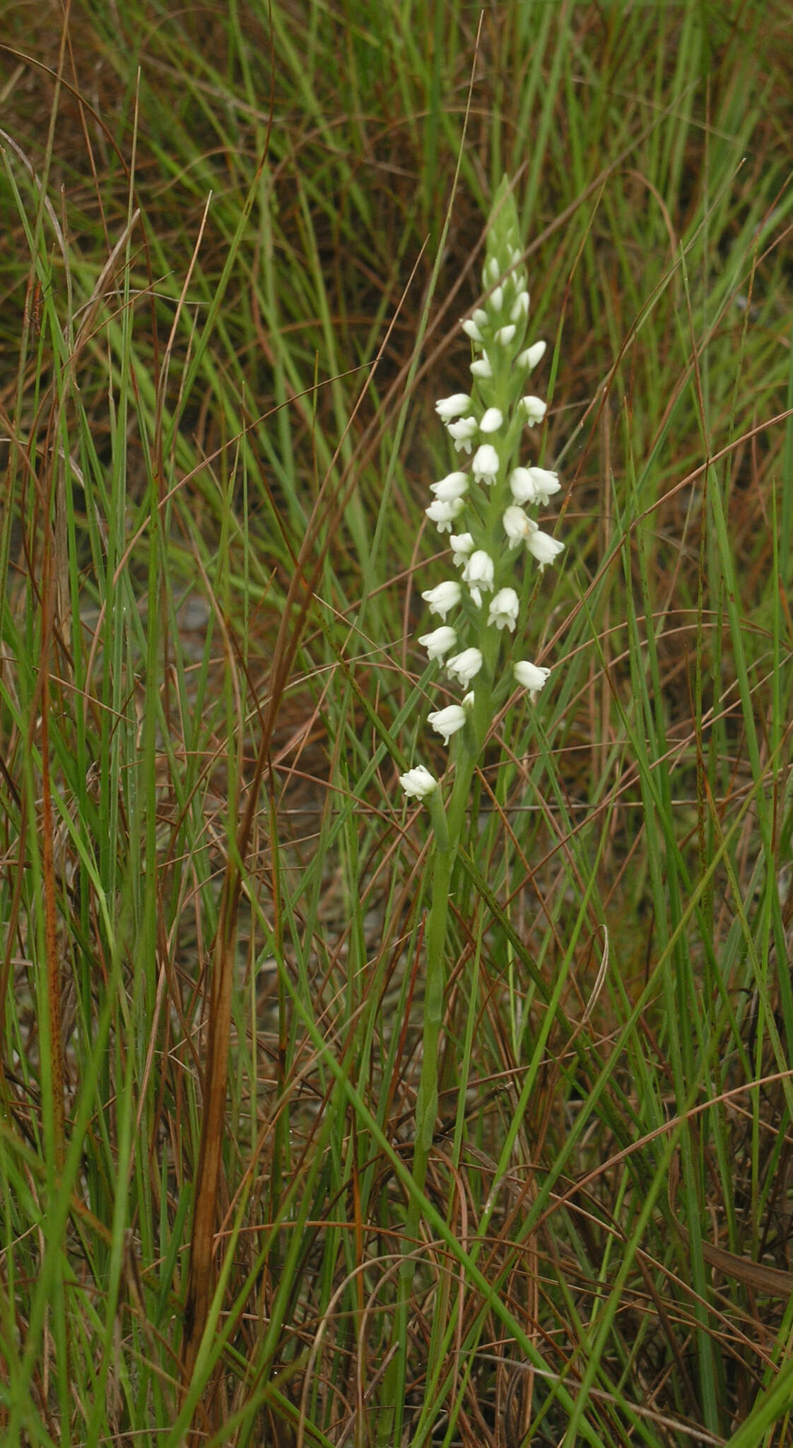 Image of <i>Peristylus lacertiferus</i>