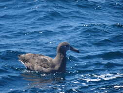 Image de Albatros à pieds noirs