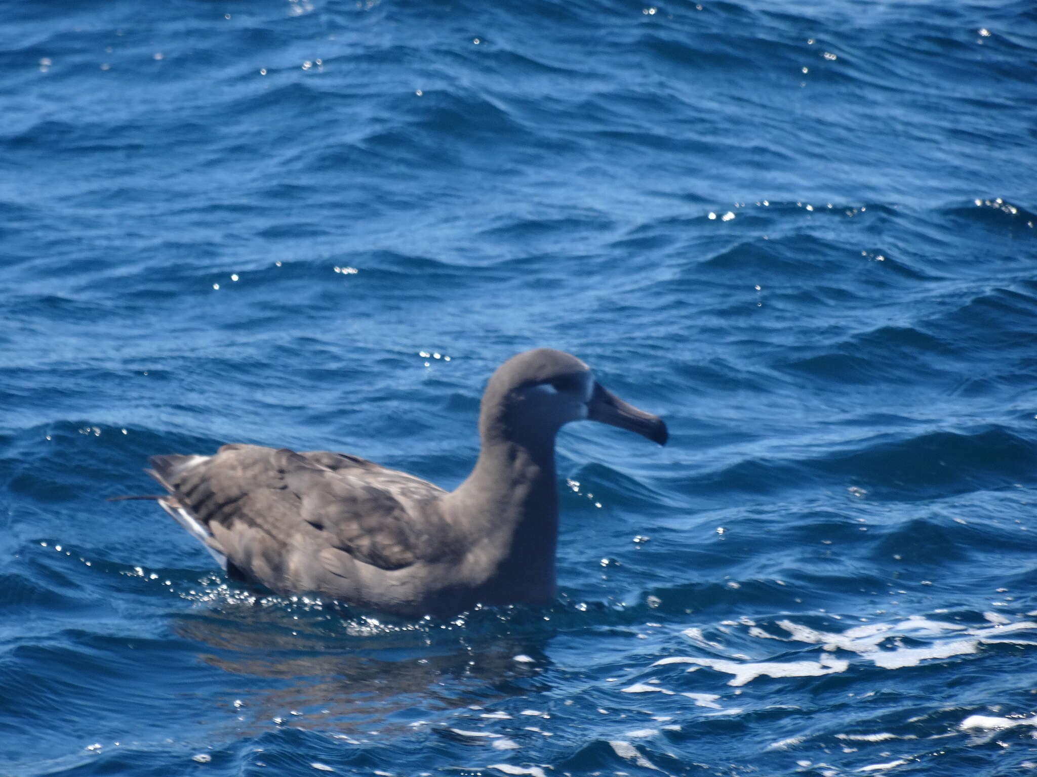 Image de Albatros à pieds noirs