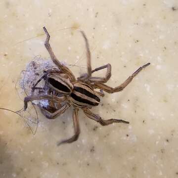 Image of Dotted Wolf Spider