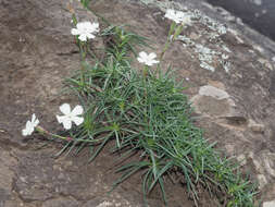 Image of Dianthus basuticus subsp. basuticus