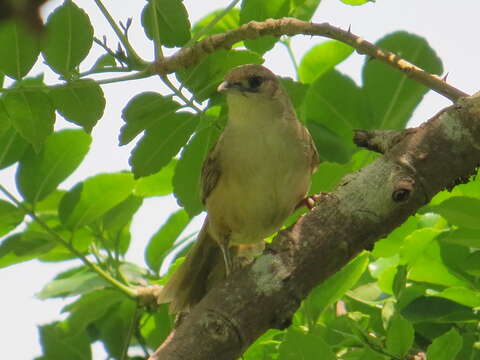 Image of Rufous-fronted Thornbird