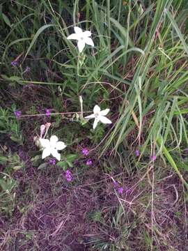 Image of longflower tobacco