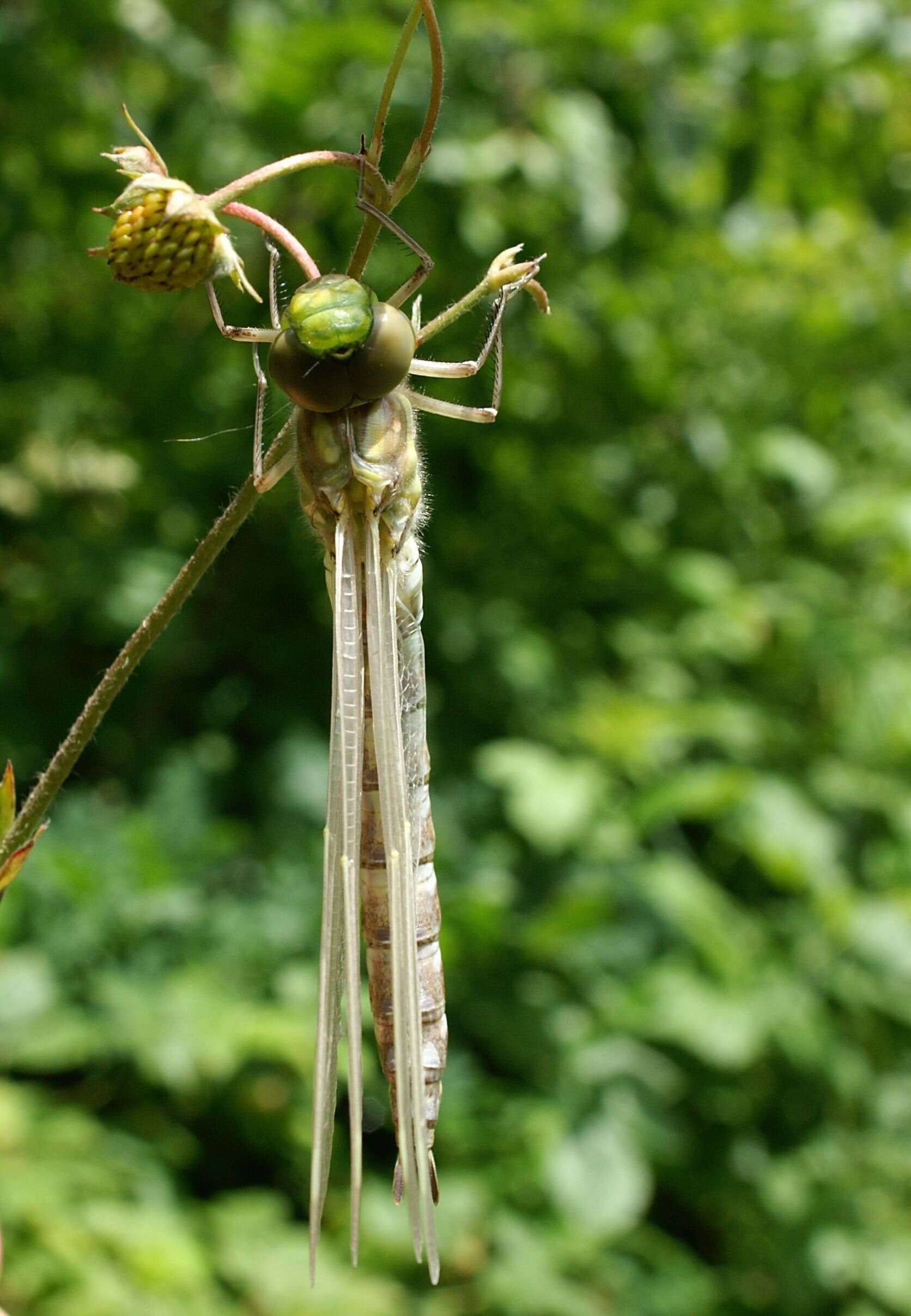 Aeshna cyanea (Müller 1764) resmi