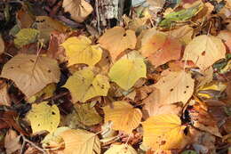 Image of Grey-budded snake-bark-maple