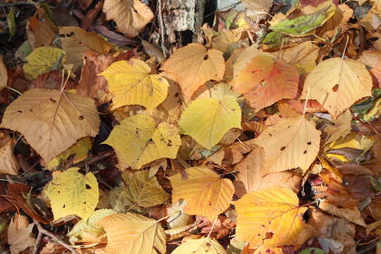 Image of Grey-budded snake-bark-maple