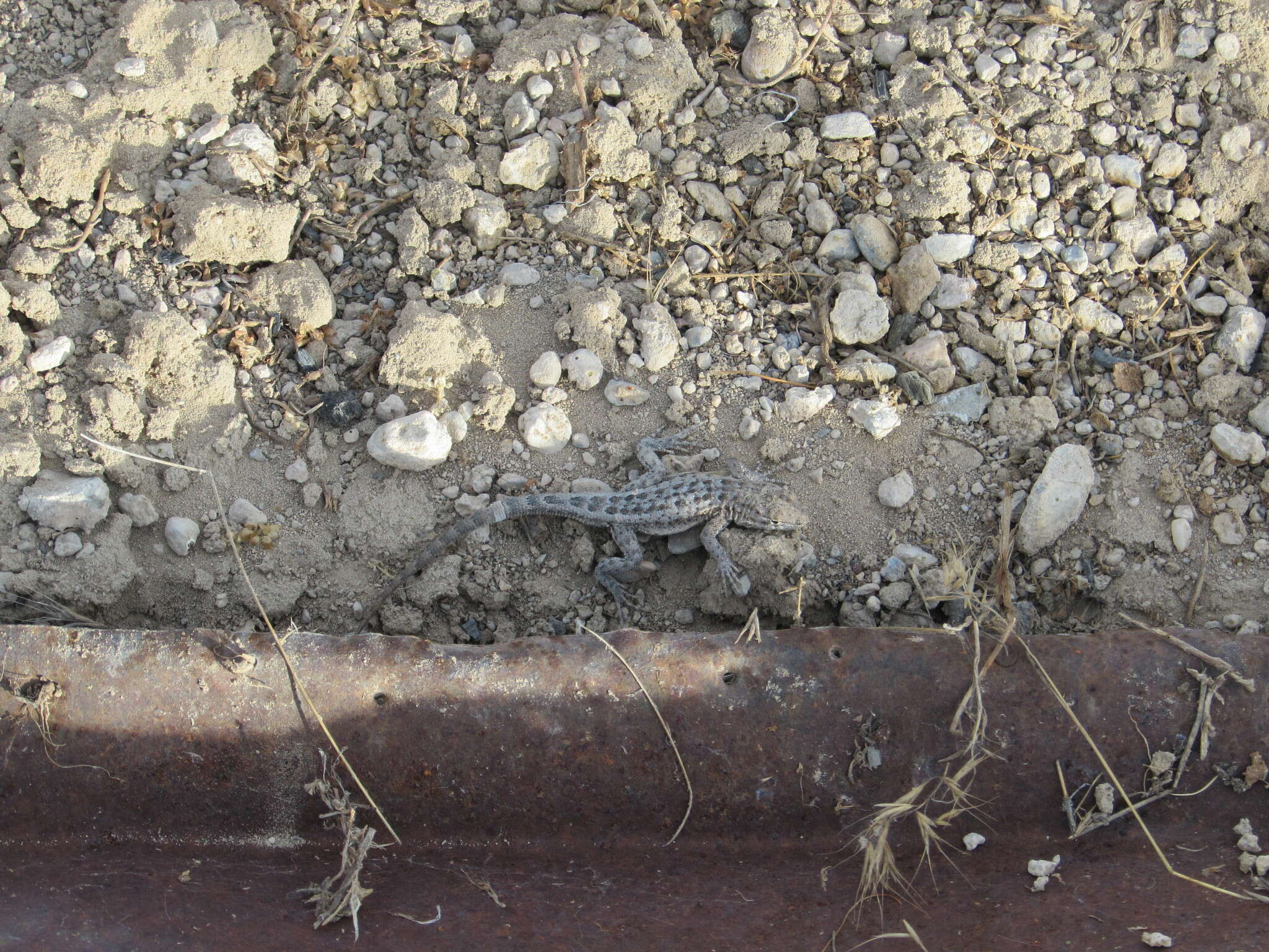 Image of Uta stansburiana stansburiana Baird & Girard 1852