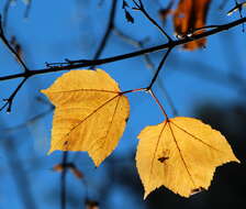 Image of Grey-budded snake-bark-maple