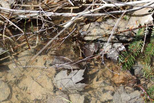 Image of Green Frog