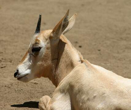 Image of Scimitar-horned Oryx