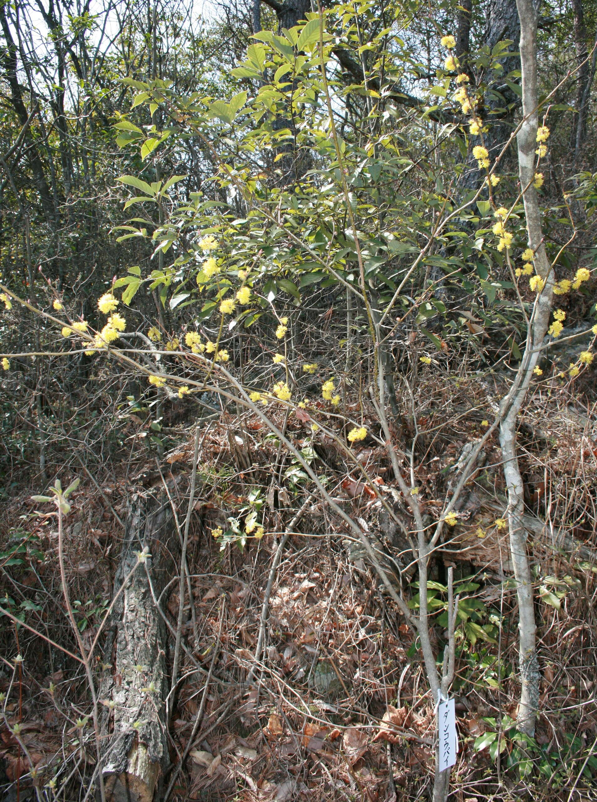 Image of Lindera obtusiloba Bl.