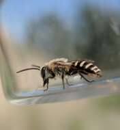 Image of Colletes solidaginis Swenk 1906