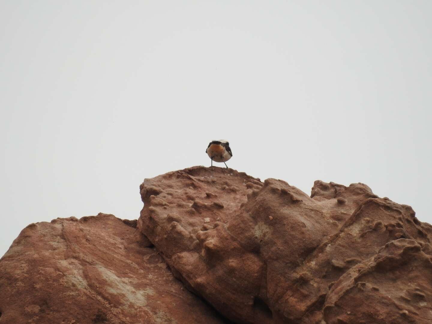 Image of Mourning Wheatear