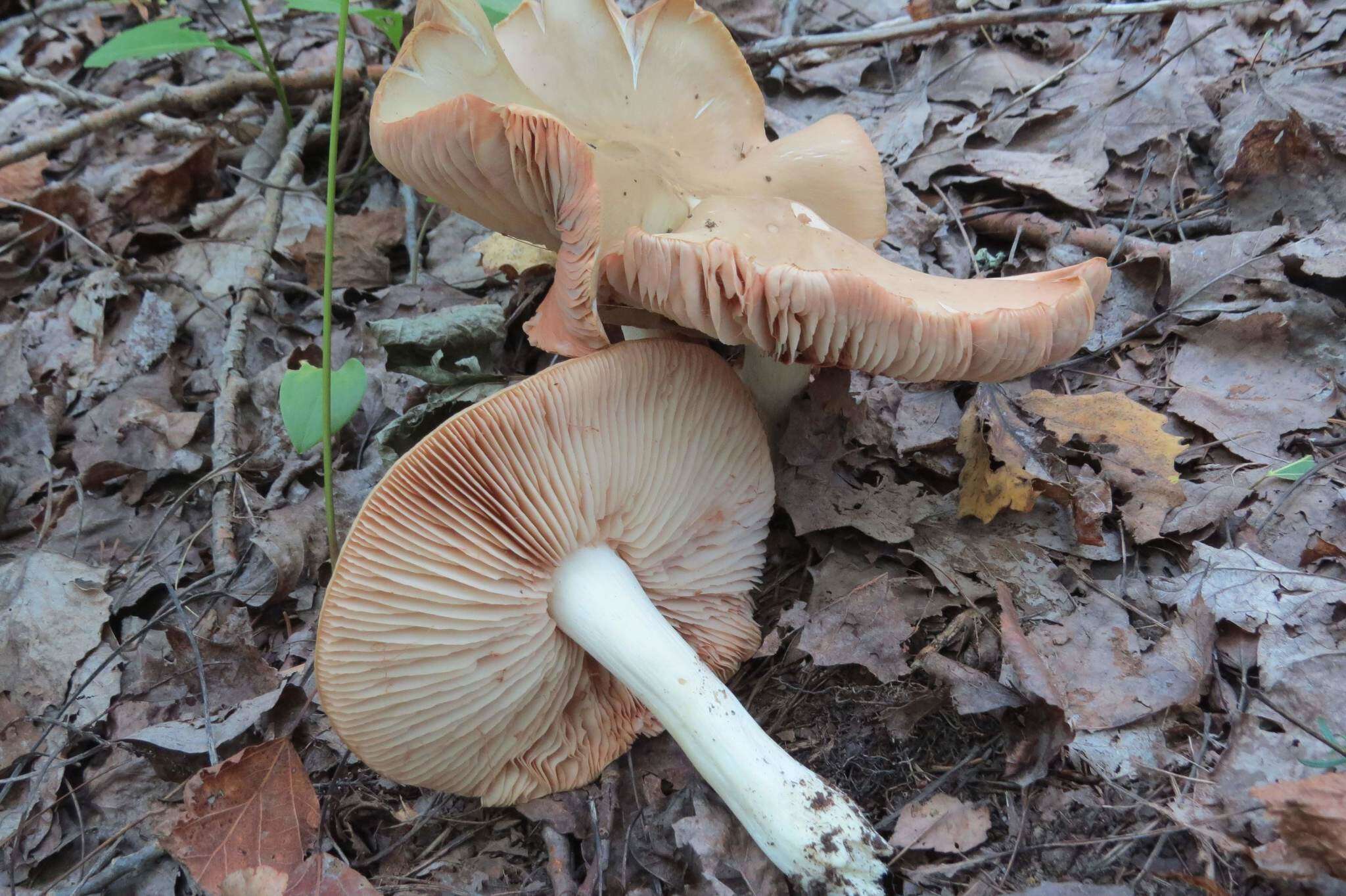 Image of Entoloma subsinuatum Murrill 1917