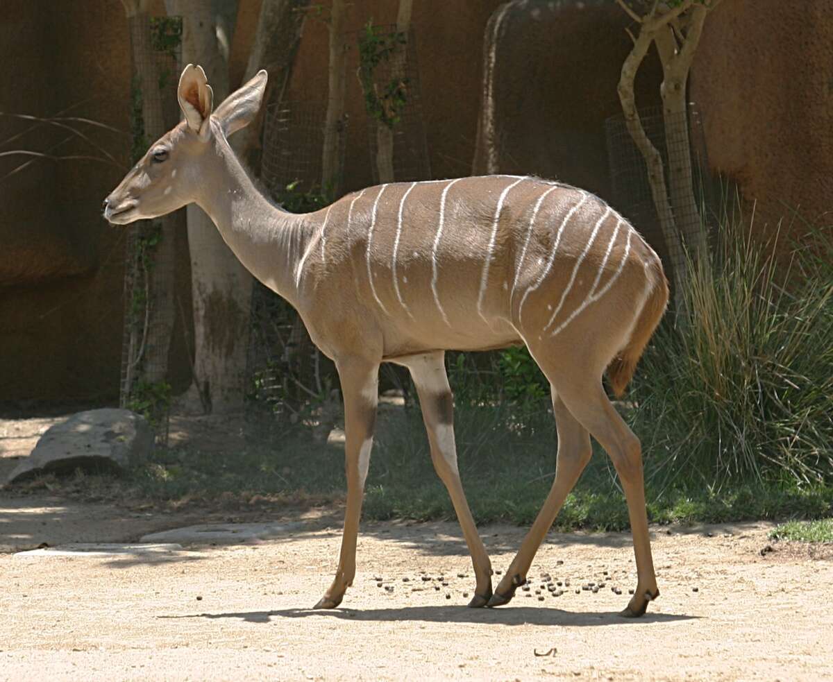 Image of Lesser Kudu