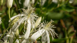 Imagem de Clematis terniflora DC.