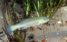 Image of Seminole Killifish