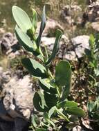 Image of Lopholaena coriifolia (Sond.) Phillips & C. A. Smith