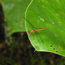 Image of White-eyed Skimmer