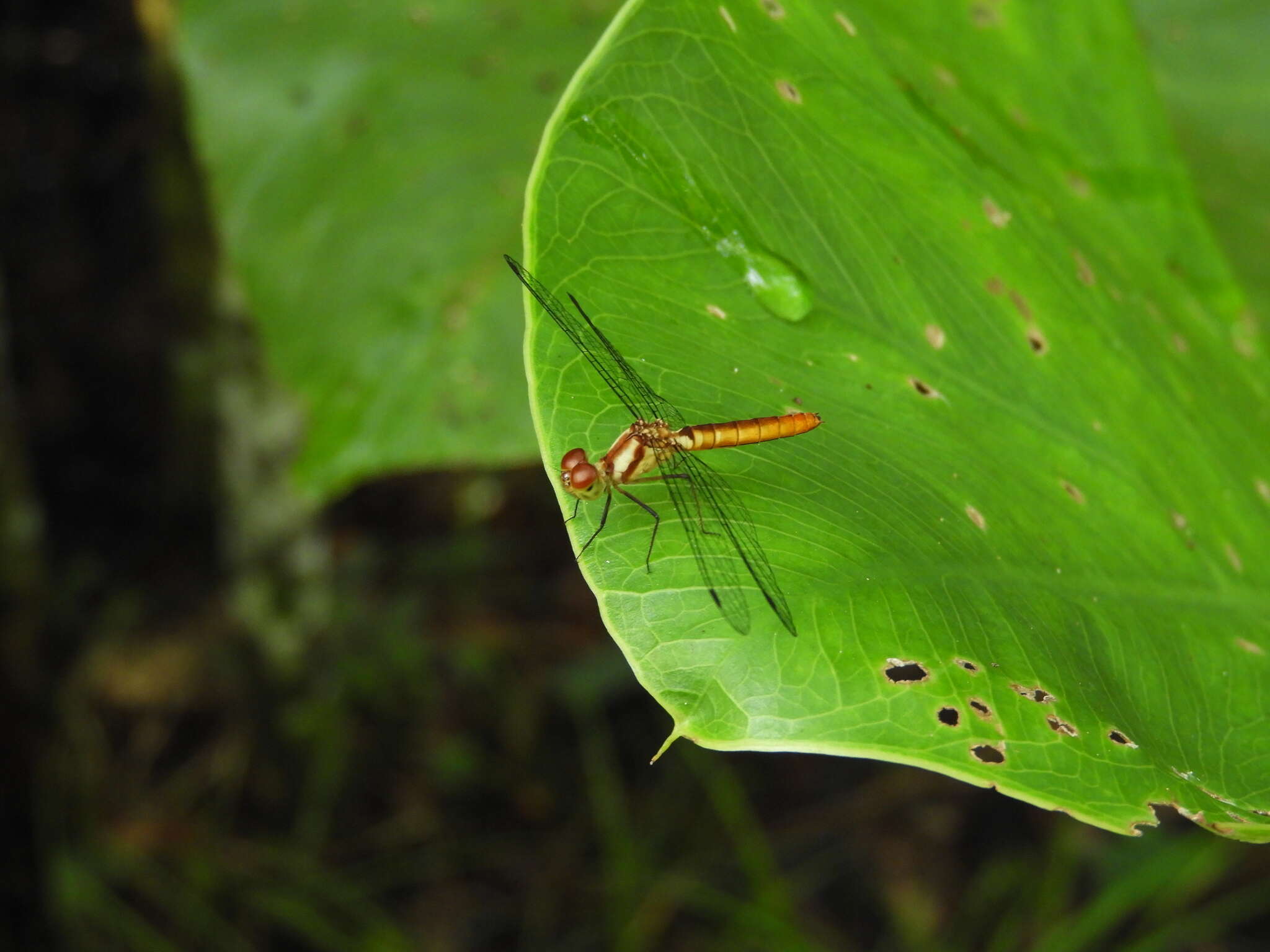 Image of White-eyed skimmer