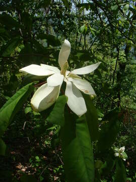 Image of Ear-Leaf Umbrella Tree