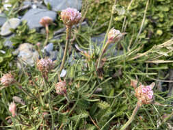 Image of Armeria maritima subsp. andina (Poeppig ex Boiss.) D. M. Moore & Yates