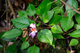 Imagem de Impatiens bonii Hook. fil.