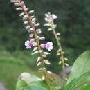 Sivun Anisadenia saxatilis Wall. kuva