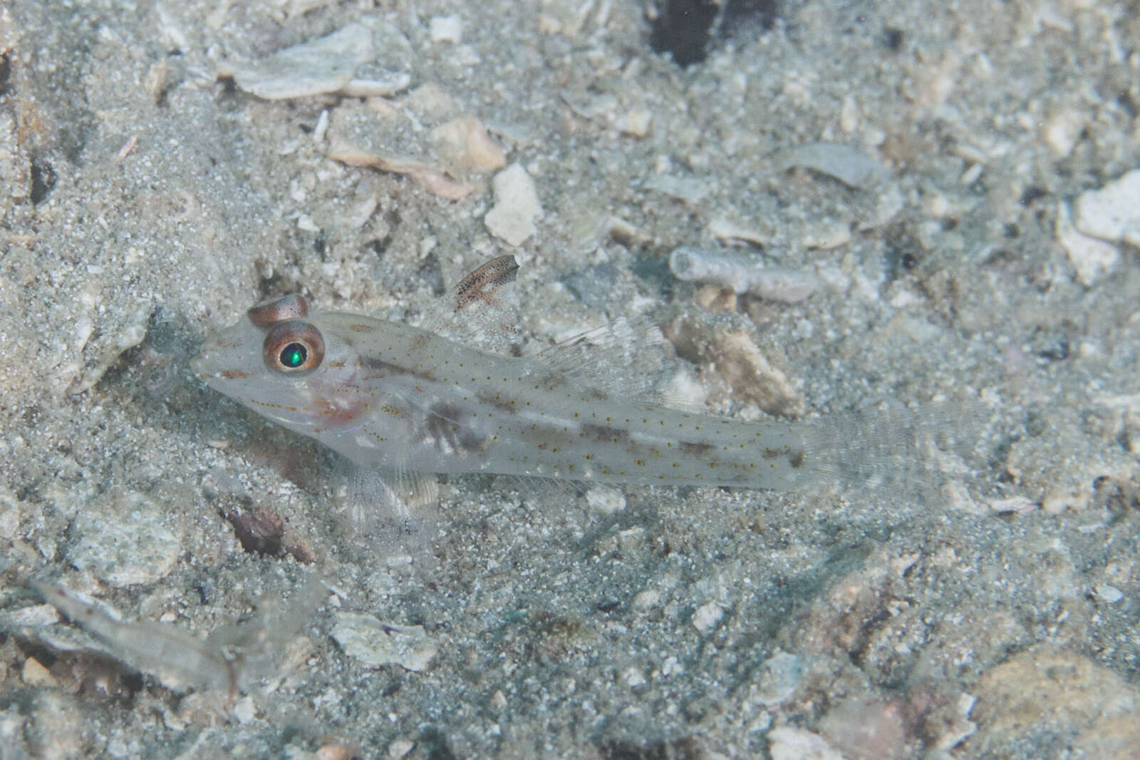 Fusigobius signipinnis Hoese & Obika 1988 resmi