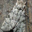 Image of Dark-winged Quaker; Alberta Quaker (ssp. <i>albertina</i>)