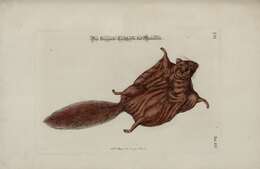 Image de Pteromys G. Cuvier 1800