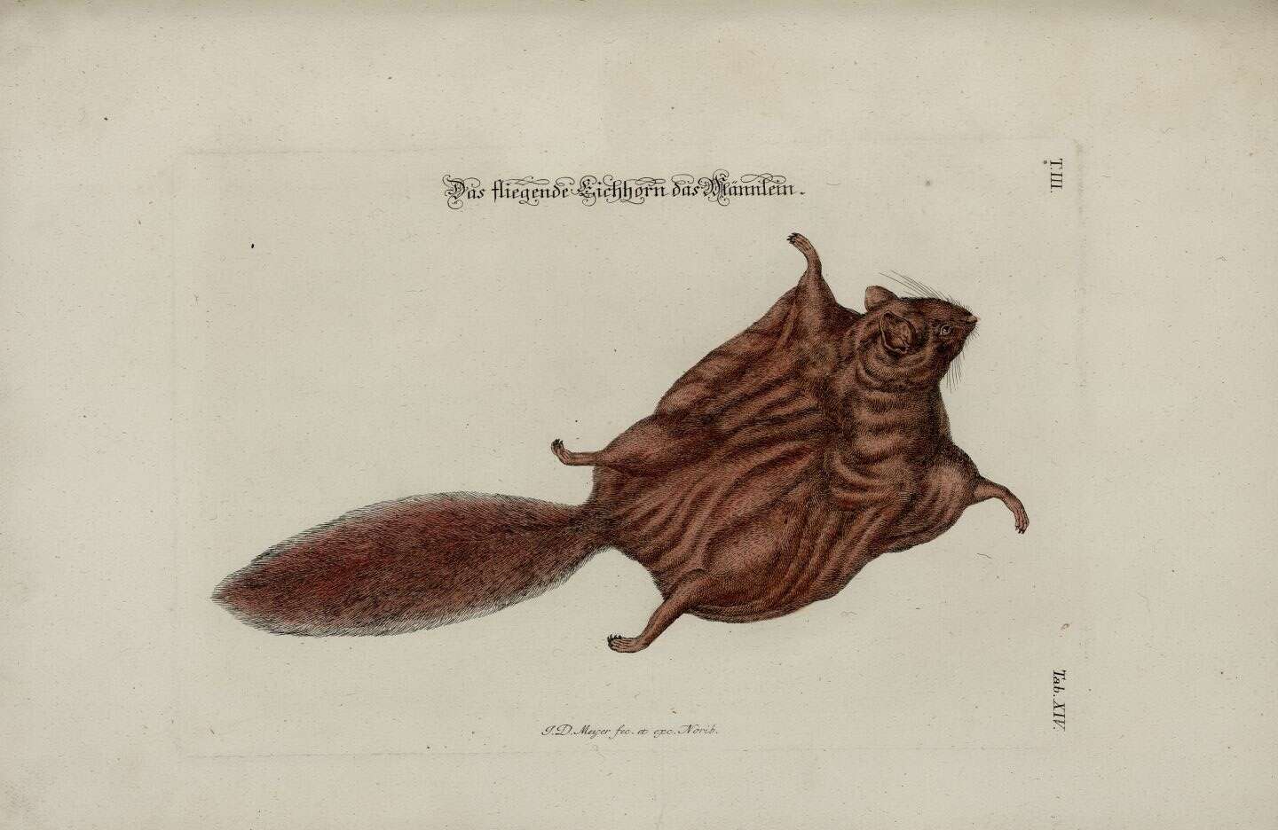 Image of Old World flying squirrel