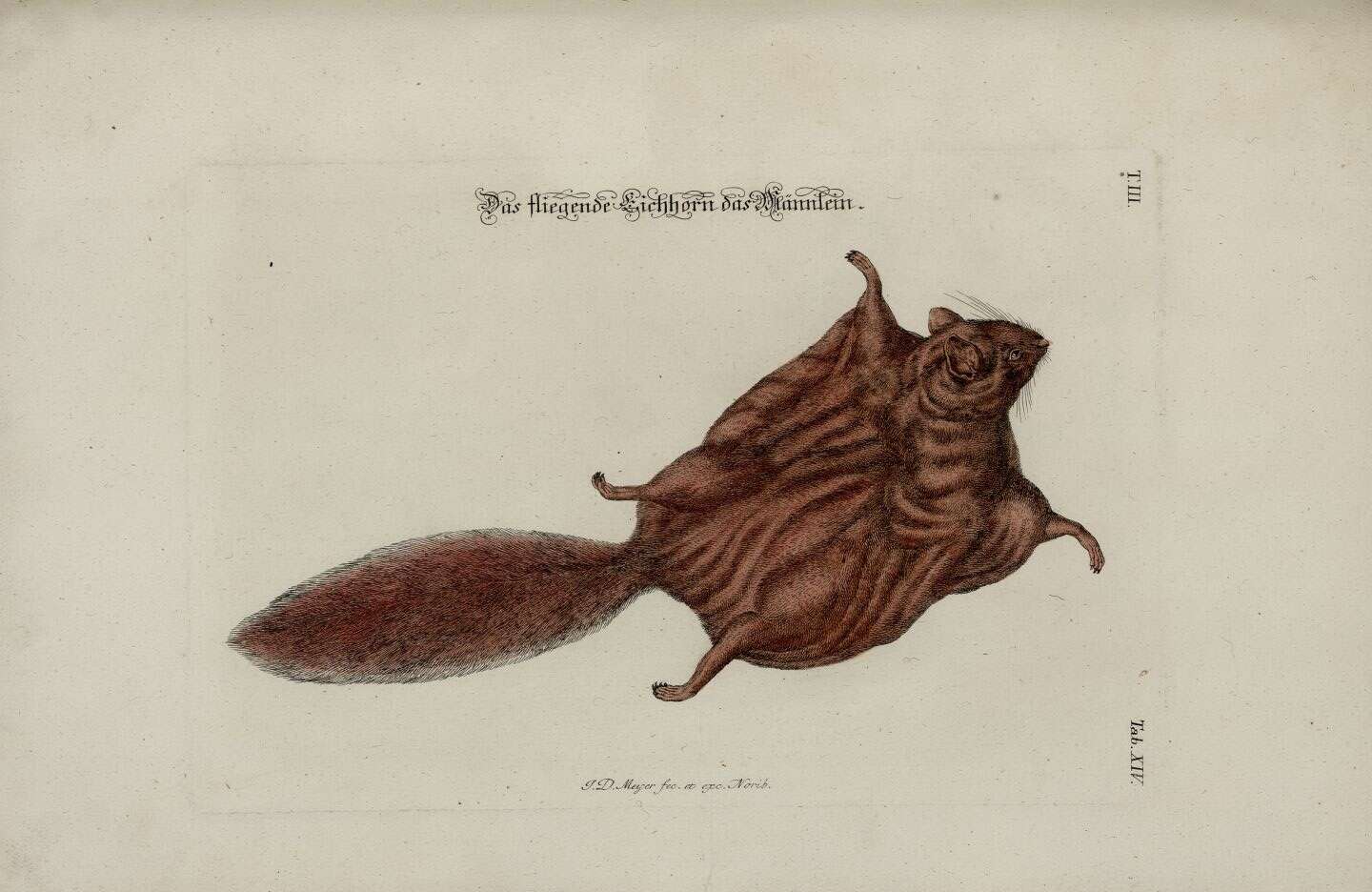 Image de Pteromys G. Cuvier 1800