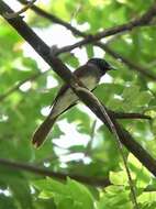 Image of Japanese Paradise Flycatcher