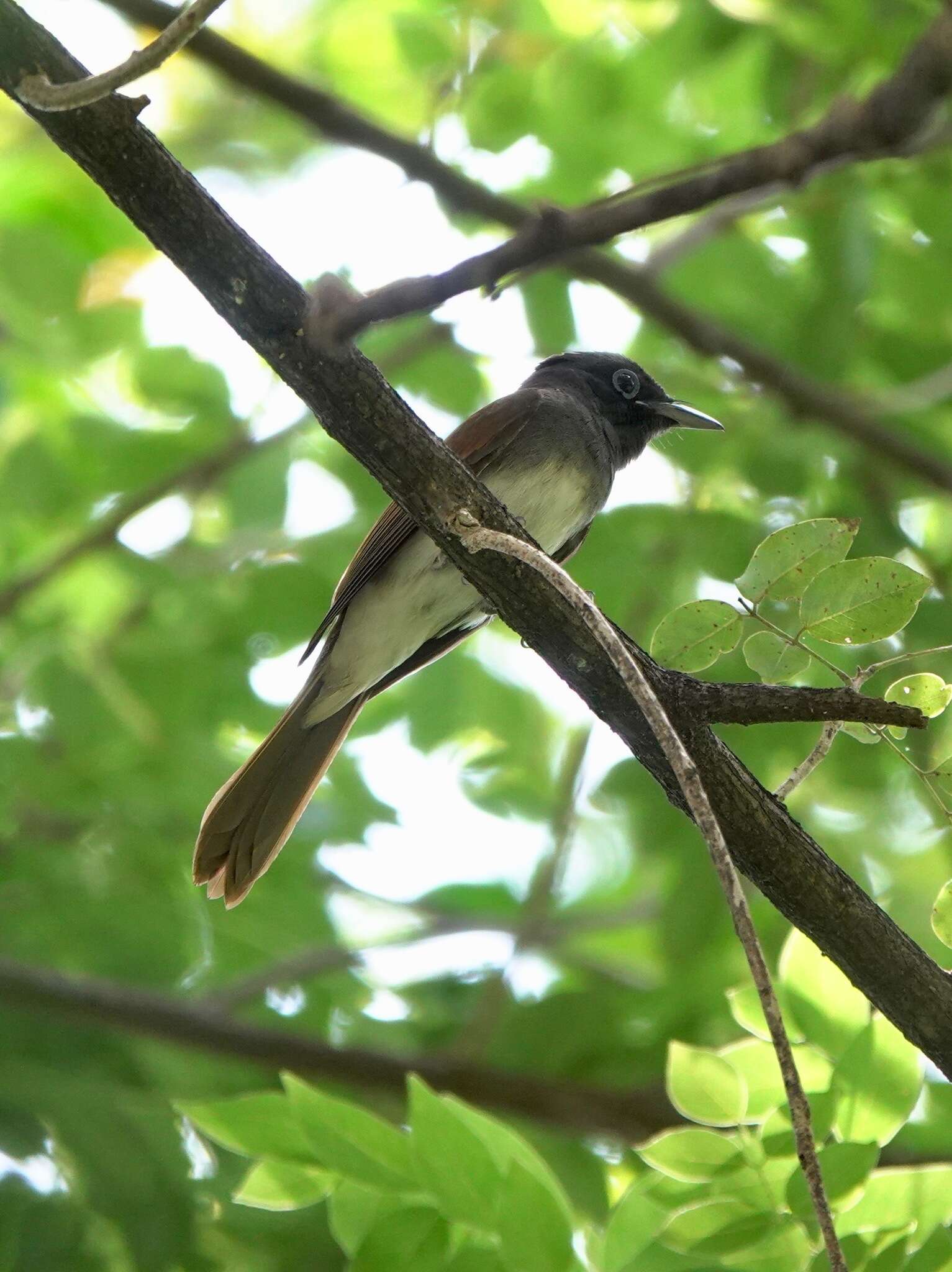 Image of Japanese Paradise Flycatcher